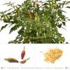 Chili Matchbox Pepper - Capsicum annuum - Samen