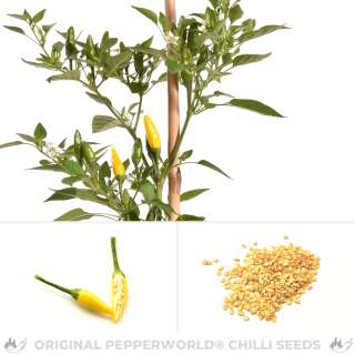 Chili Maya Favourite Yellow - Capsicum annuum - Samen