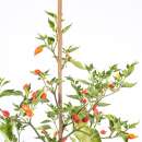 Chili Naranga - Capsicum baccatum - Samen