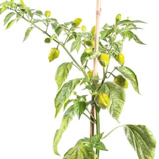 Chili Pequante - Capsicum baccatum - Samen