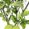 Chili Raja Mirch - Capsicum chinense - Samen