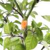 Chili Royal Gold - Capsicum chinense - Samen