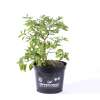 Chili Royal Gold - Capsicum chinense - Samen