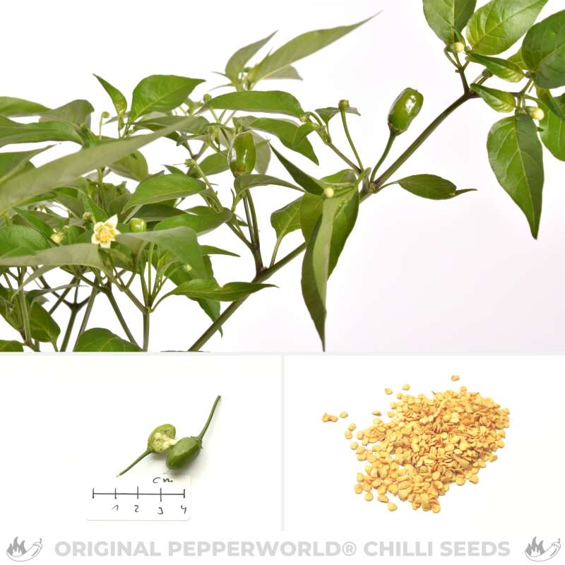 Chili Salvatico - Capsicum baccatum - Samen