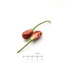 Chili Speedball - Capsicum baccatum - Samen