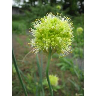 Scharfer Gelblauch - Allium obliquum - BIOSAMEN