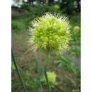 Scharfer Gelblauch - Allium obliquum - BIOSAMEN