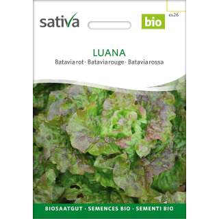 Bataviasalat Luana - Lactuca sativa- BIOSAMEN