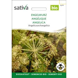 Angelika, Engelwurz - Angelica archangelica - BIOSAMEN