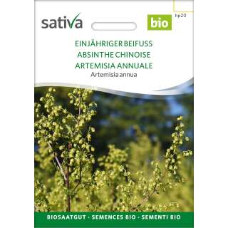 Beifuss, einjährig - Artemisia annua - BIOSAMEN