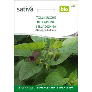 Tollkirsche - Atropa belladonna - BIOSAMEN