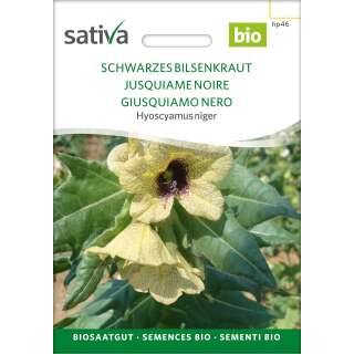 Schwarzes Bilsenkraut - Hyoscyamus niger - BIOSAMEN