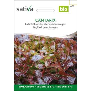 Eichblattsalat Cantarix - Lactuca sativa - BIOSAMEN