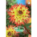 Kaktus-Dahlie Aloha - Dahlia - 1 Knolle