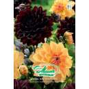 Schnitt-Dahlie Jolly Bumblebee - Dahlia - 2 Knollen