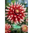 Grossblütige-Dahlie Elite Blithe Spirit - Dahlia - 1...