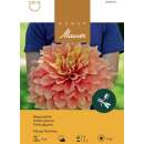 Grossblütige-Riesendahlie Mango Madness - Dahlia - 1...