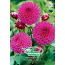 Ball-Dahlie Boy Scout - Dahlia - 1 Knolle