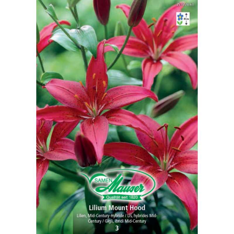 Lilie Mount Hood - Lilium Mid Century-Hybrid - 3 Zwiebeln