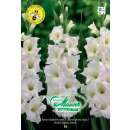 Riesen Gladiolen Weiss - Gladiolus - 10 Knollen