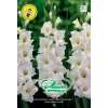 Riesen Gladiolen Weiss - Gladiolus - 10 Knollen