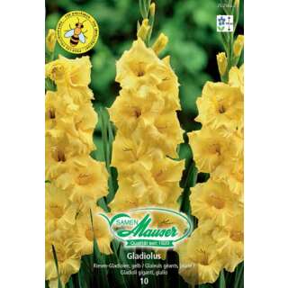 Riesen Gladiolen Gelb - Gladiolus - 10 Knollen