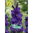 Gladiolen Purple Flora - Gladiolus - 10 Knollen