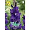 Gladiole Purple Flora - Gladiolus - 10 Knollen