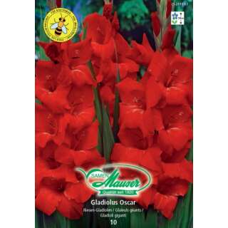 Gladiolen Oscar - Gladiolus - 10 Knollen