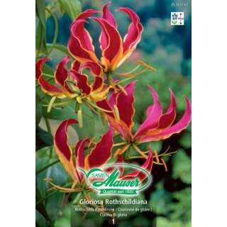 Pracht-Lilie Gloriosa Rothschildiana - Lilium - 1 Knolle