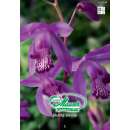 Japanorchidee Shi-ran - Bletilla - 1 Knolle