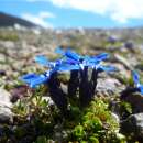 Enzian, Frühlingsenzian / Schusternagel - Gentiana...