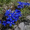 Enzian, Frühlingsenzian / Schusternagel - Gentiana verna - Samen