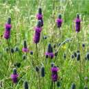 Prairie-Klee Stephanie - Dalea purpureum - Samen