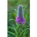 Prairie-Klee Stephanie - Dalea purpureum - Samen