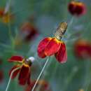 Präriesonnenhut, Präriezapfenblume Red Midget -...