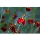 Präriesonnenhut, Präriezapfenblume Red Midget -...