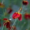 Präriesonnenhut, Präriezapfenblume Red Midget - Ratibida columnifera f. pulcherrima - Samen