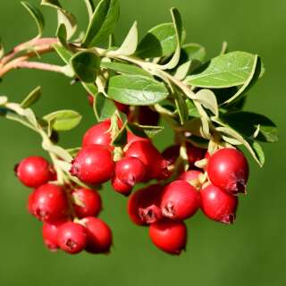 Cranberry, Grossfruchtige Moosbeere - Vaccinium...