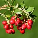 Cranberry, Grossfruchtige Moosbeere - Vaccinium macrocarpon - Samen