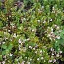 Cranberry, Grossfruchtige Moosbeere - Vaccinium...