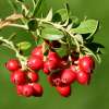 Cranberry, Grossfruchtige Moosbeere - Vaccinium macrocarpon - Samen