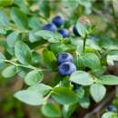 Heidelbeere - Vaccinium myrtillus - Samen