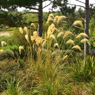 Pampasgras Richards / Toe-Toe - Cortaderia richardii - Samen