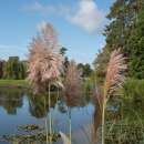 Pampasgras Rosea, Rosa Feder, Pink Plume - Cortaderia...