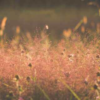 Purpur-Liebesgras, Prächtiges Liebesgras - Eragrostis spectabilis - Samen