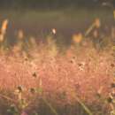 Purpur-Liebesgras, Prächtiges Liebesgras - Eragrostis spectabilis - Samen