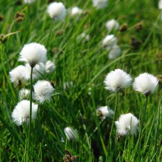 Scheidiges Wollgras - Eriophorum vaginatum - Samen