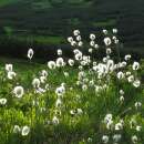 Scheidiges Wollgras - Eriophorum vaginatum - Samen