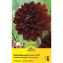 Dekorative Dahlie Arabian Night - Dahlia - 1 Knolle